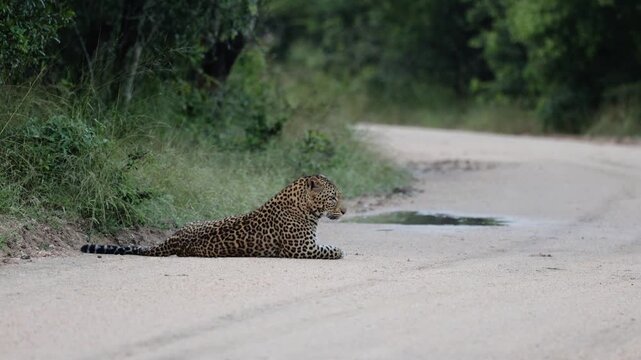 Leopardess resting on the road