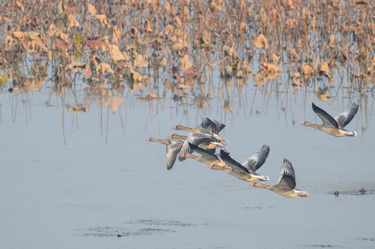 Greylag Geese in Formation Flying Over Poyang Lake with Withered Lotus Stands