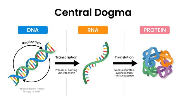 Colorful Simplified Central Dogma of Molecular Biology Diagram Illustration