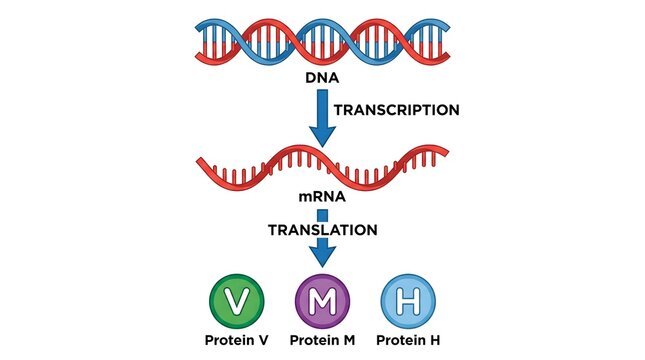 Simple Detailed Biological DNA Transcription and Translation Process Diagram Illustration