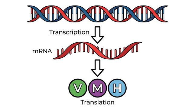 Simple Illustration of DNA Transcription and Translation Diagram in Molecular Biology