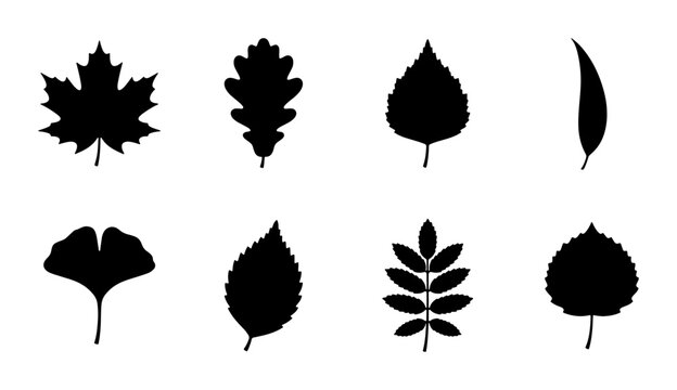 Diverse Black Leaf Silhouettes Collection, Autumn Foliage Vector Icons, Nature Botanical Elements for Design