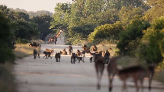 Giraffe, impala, and chacma baboons on the road