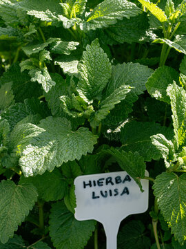 lemon verbena plant with a sign bearing its name in Spanish in a flowerbed of aromatic plants