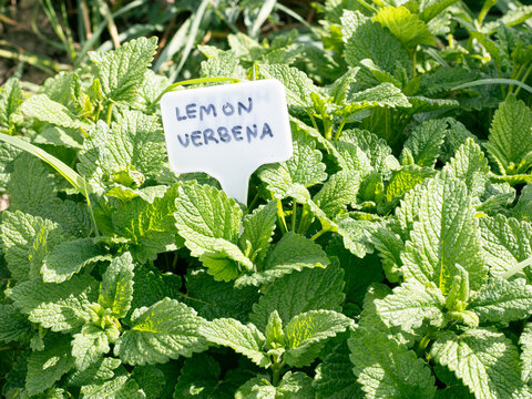 lemon verbena plant with a label bearing its name in a family's organic flowerbed