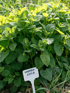 lemon verbena plant with a sign bearing its name in Spanish in a flowerbed of aromatic plants