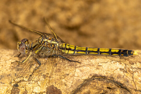 Dragonfly macro shot in Queensland, Australia showing intricate details.