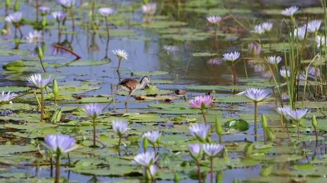 A juvenile African jacana in between the water lilies.