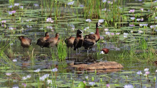  An African jacana in between the white-faced whistling ducks