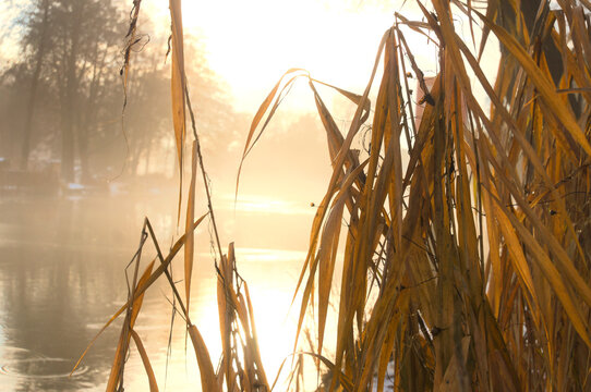 Golden morning light in autumn reeds at the riverbank