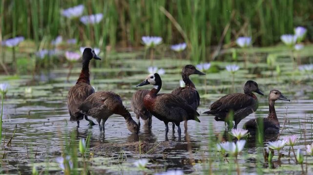 a family of white-faced whistling ducks