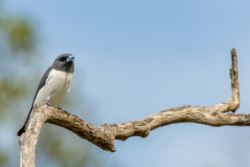 Obraz premium White breasted woodswallow perched on branch, Queensland Australia