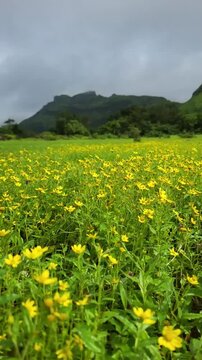 Beautiful Sonki Flower also known as Mumbai Senecio or Graham's groundsel flower bloom during the post monsoon season, Maharashtra.