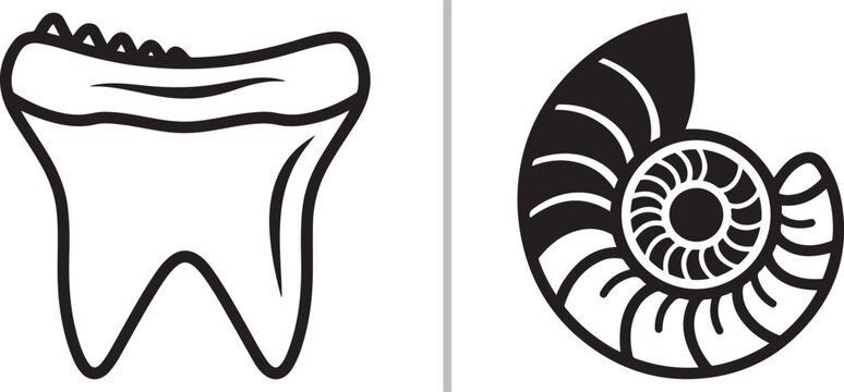 Minimalist black line art vector illustration of a molar tooth and an ammonite fossil isolated on white background