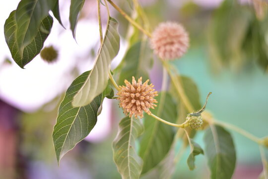 Mitragyna speciosa flower, Mitragyna speciosa Korth (Kratom) flower on branch