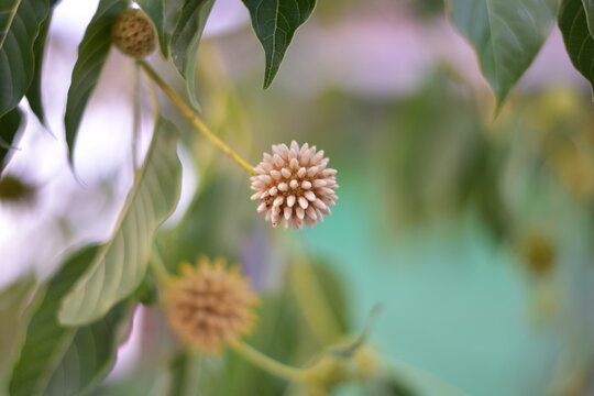 Mitragyna speciosa flower, Mitragyna speciosa Korth (Kratom) flower on branch