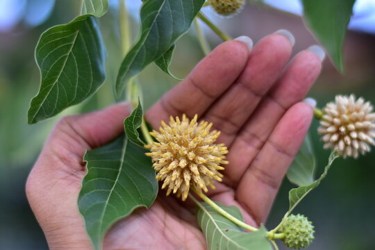Mitragyna speciosa flower, Mitragyna speciosa Korth (Kratom) flower on branch