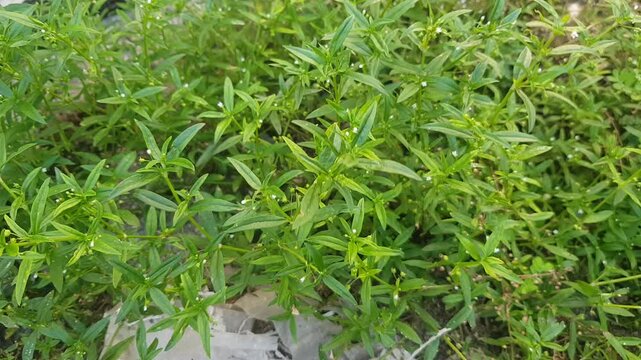 pearl grass or a rare anti-cancer plant with the medical name Hedyotis corymbosa