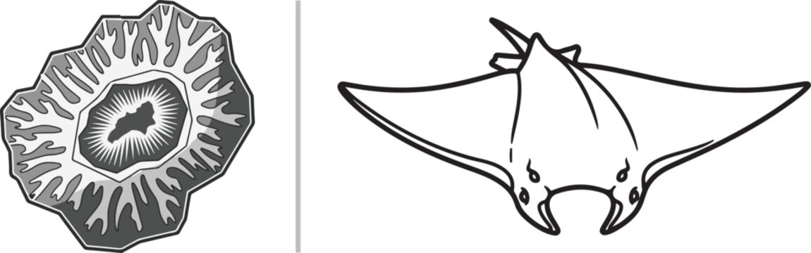 Grayscale vector illustration of a microscopic cell organism and a manta ray isolated on white background