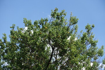 Fototapeta premium Fruits in the leafage of apricot tree against blue sky in July