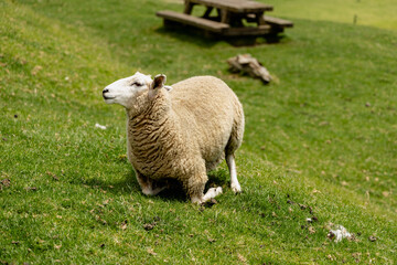 Obraz premium Woolly Sheep Kneeling Sunny Green Hillside