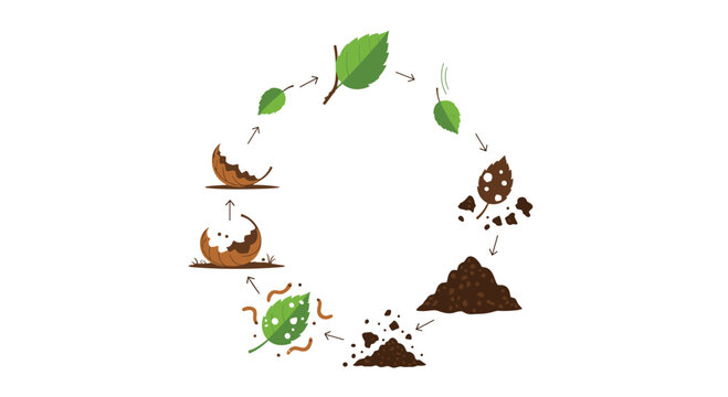 A circular diagram illustrates the natural decomposition cycle of a leaf turning into nutrient rich soil on a clean white background.