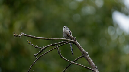 Long-tailed tit perched on branch in rain with green bokeh background, Edinburgh © Andrew