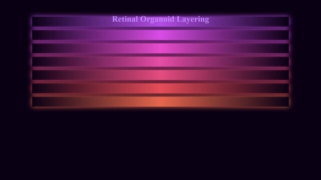 Modern scientific research often utilizes Organoid Disease Modeling to visualize complex retinal organoid layering, demonstrating cellular development with vibrant gradients.