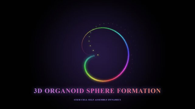 Organoid Disease Modeling reveals stem cell self-assembly dynamics, illustrating the vibrant formation of a glowing 3D spherical structure essential for biological research.