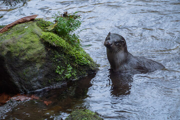 Naklejka premium Eurasian Otter Emerging from River Beside Mossy Rock, Edinburgh