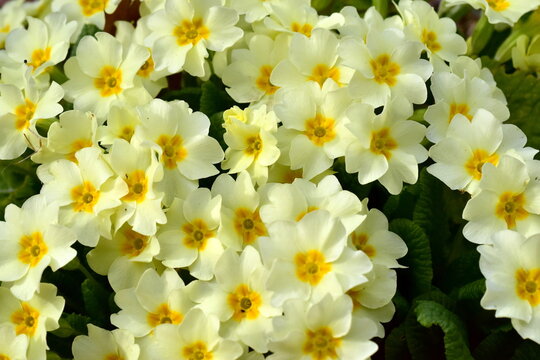 Gelbe Primeln in einem Fr&uuml;hlingsbeet