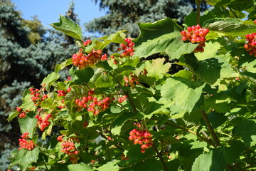 Obraz premium Unripe red fruits in the leafage of Viburnum opulus in July