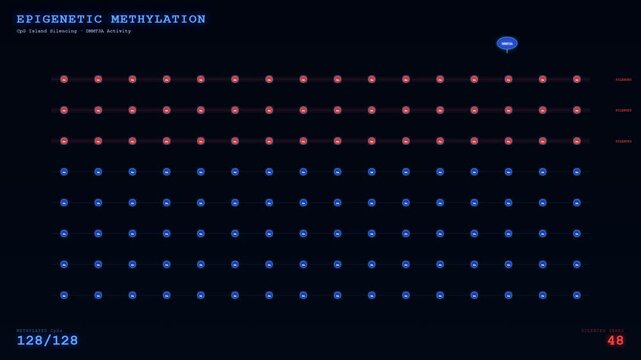Dynamic digital animation visually demonstrating the critical epigenetic methylation process for Organoid Disease Modeling, illustrating gene silencing and genetic regulation.