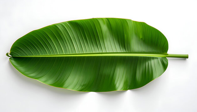Single Large Green Banana Leaf Isolated on White Background.