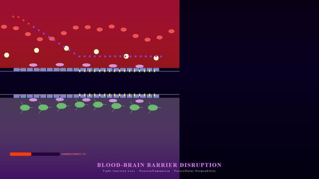 Organoid Disease Modeling visualizes blood-brain barrier disruption progression, depicting tight junction loss, increased paracellular permeability, and resulting neuroinflammation.