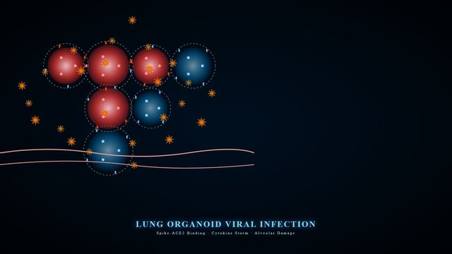 The scientific process of Organoid Disease Modeling clearly demonstrates viral infection progression within lung cells, illustrating spike-ACE2 binding and subsequent cellular damage.