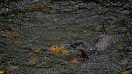 Fototapeta premium Eurasian Otter Swimming Through River Current, Water of Leith Edinburgh