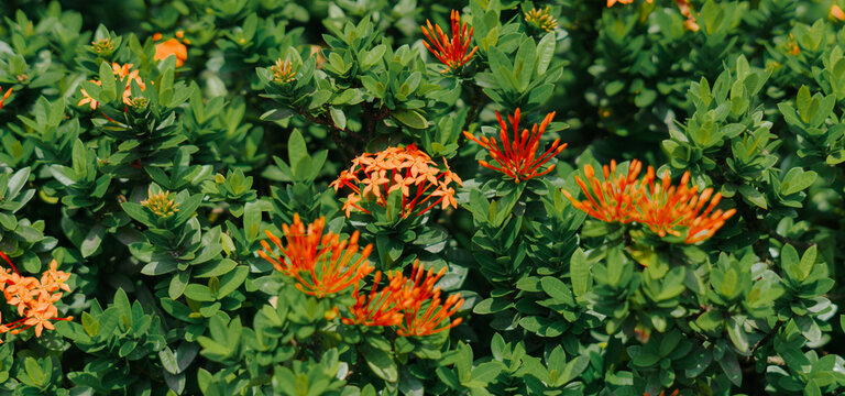 The image shows a lush expanse of green shrubs with clusters of bright orange Soka flowers in bloom. The small, star-shaped flowers grow in clusters among the green leaves.