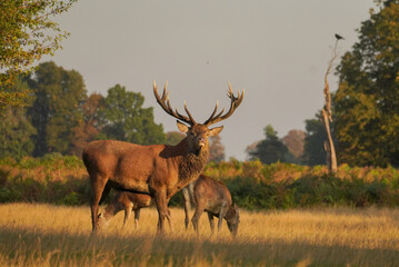 Obraz premium Red Deer Stag in Golden Grassland with Hinds, England