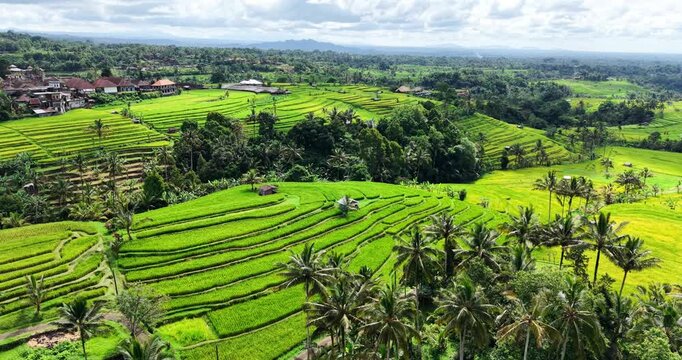Scenic view of Jatiluwih rice terraces in Bali with layered green paddies, palm trees and village. UNESCO landscape highlighting traditional Subak irrigation system.