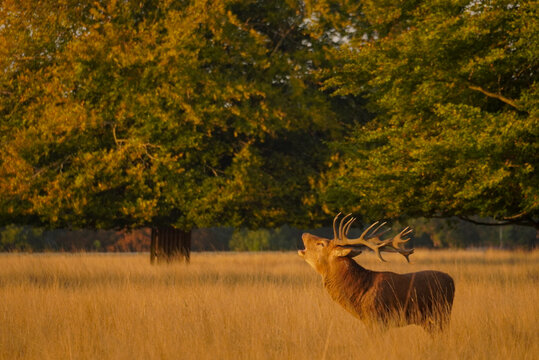 Red Deer Stag Bellowing in Golden Grassland at Sunset, England