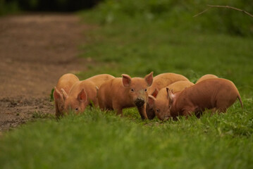 Tamworth Piglets Foraging in Grass at Knepp Estate, England © Andrew