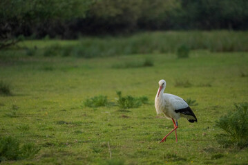 Fototapeta premium White Stork Walking in Grassland at Knepp Estate, England