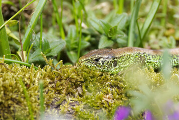 Obraz premium green head of a sand lizard well camouflaged among moss-covered ground, a green sand lizard during the mating season, a lizard basking in the sun, Lacerta agilis