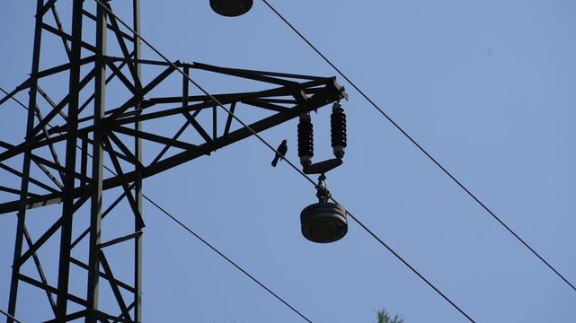 M&auml;nnliche Amsel mit schwarzem Gefieder und gelbem Schnabel singt auf einer Stromleitung vor blauem Himmel. Nat&uuml;rliche Vogelaufnahme mit klarer Silhouette.