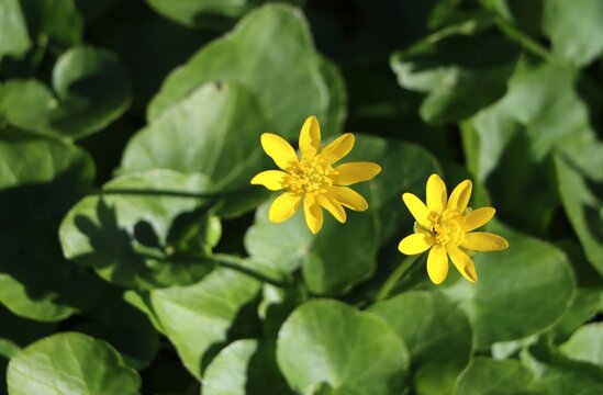 Ficaria verna (fig buttercup or lesser celandine) blooming in a meadow