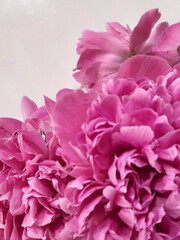 Obraz premium Large peony flowers. Floral background of peony flowers