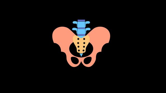 Animation of hip joint movement from tightness to widening. A condition of hip joint instability in pregnant women that causes pain (SPD - Symphysis Pubis Dysfunction). alpha channel. 4k render