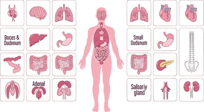 Human anatomy diagram internal organs brain lungs heart liver stomach intestines kidneys skeleton medical education healthcare vector illustration