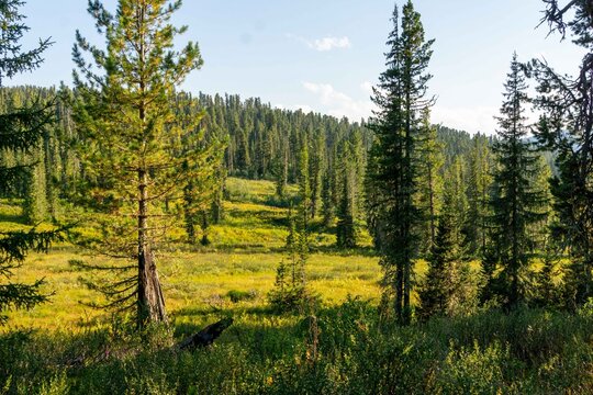 Evening mountain meadow at sunset. Evening in the mountain forest.  Ergaki Nature Park